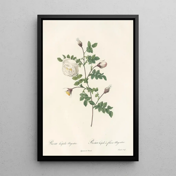 Rosa Hispida Argentea - Pierre Joseph Redouté — quadro incorniciato alla parete