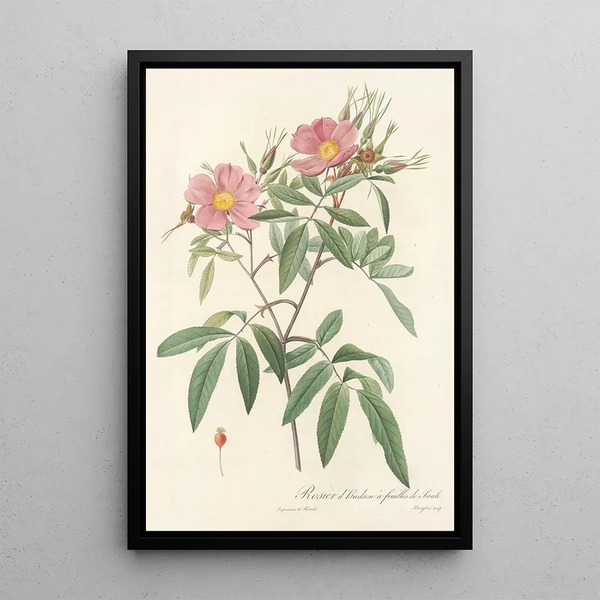 Rosa Hudsoniana Salicifolia - Pierre Joseph Redouté — quadro incorniciato alla parete