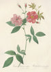 Rosa Hudsoniana Scandens - Pierre Joseph Redouté — Ansicht des Kunstwerks