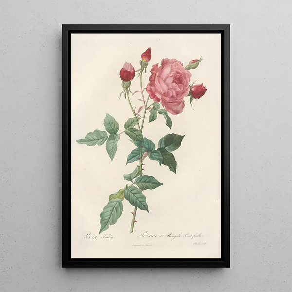 Rosa Indica - Pierre Joseph Redouté — quadro incorniciato alla parete