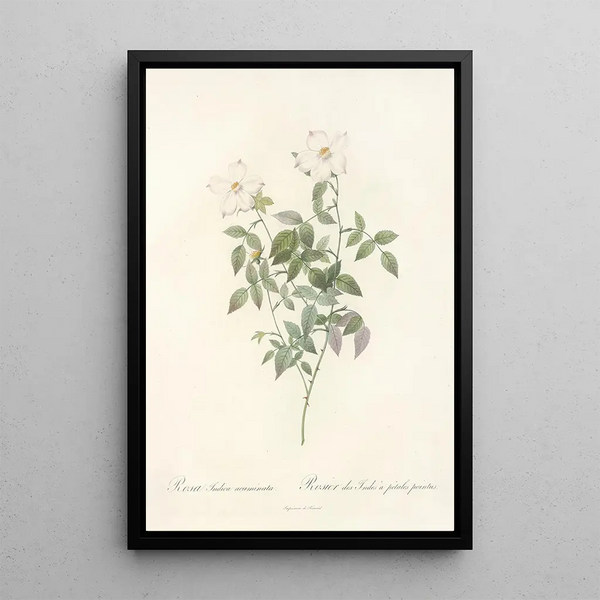 Rosa Indica Acuminata - Pierre Joseph Redouté — quadro incorniciato alla parete