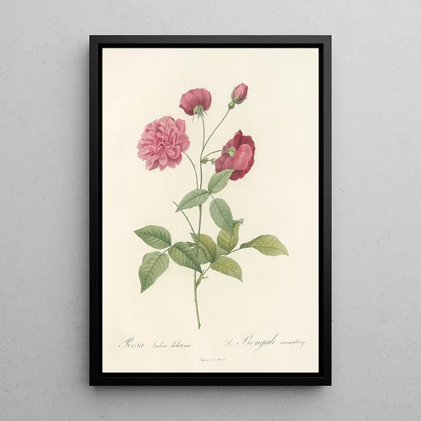 Rosa Indica Dichotoma - Pierre Joseph Redouté — quadro incorniciato alla parete