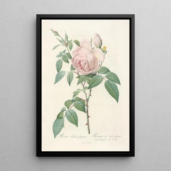 Rosa Indica Fragrans - Pierre Joseph Redouté — quadro incorniciato alla parete
