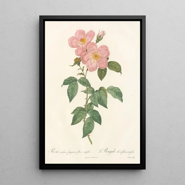 Rosa Indica Fragrans Flore Simplici - Pierre Joseph Redouté — quadro incorniciato alla parete