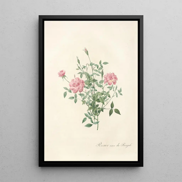 Rosa Indica Pumila - Pierre Joseph Redouté — quadro incorniciato alla parete