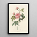 Rosa Inermis - Pierre Joseph Redouté — gerahmtes Bild an der Wand