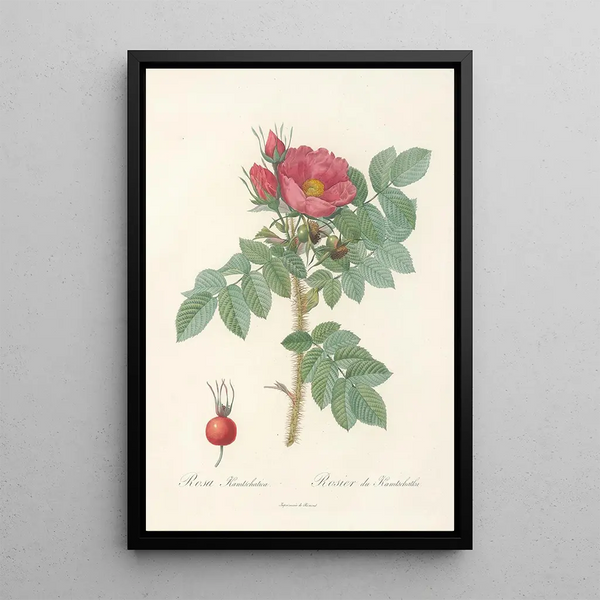 Rosa Kamtschatica - Pierre Joseph Redouté — quadro incorniciato alla parete