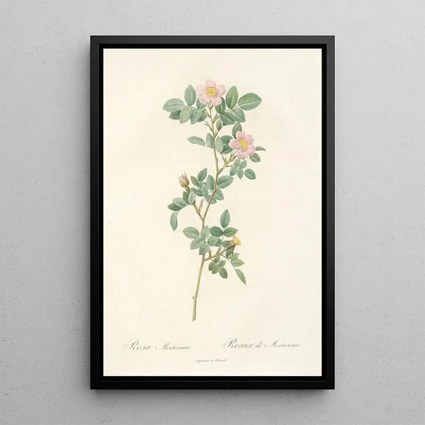 Rosa Montezuma - Pierre Joseph Redouté — quadro incorniciato alla parete