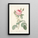 Rosa Muscosa Multiplex - Pierre Joseph Redouté — quadro incorniciato alla parete