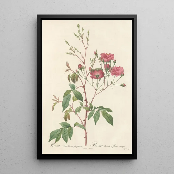 Rosa Noisettiana Purpurea - Pierre Joseph Redouté — quadro incorniciato alla parete
