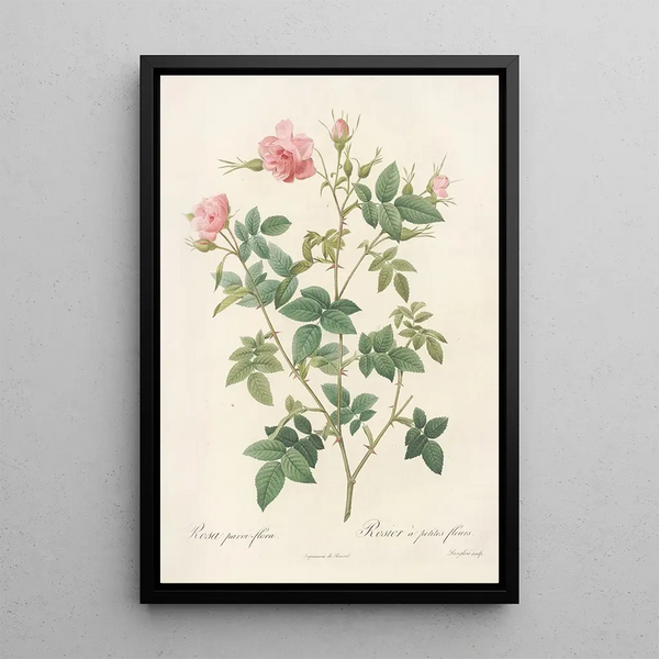 Rosa Parviflora Var Flore Multiplici - Pierre Joseph Redouté — quadro incorniciato alla parete
