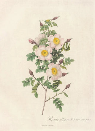 Pierre Joseph Redout - Rosa Pimpinellifolia Inermis.webp