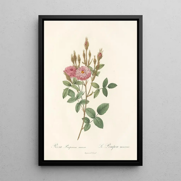 Rosa Pomponiana Muscosa - Pierre Joseph Redouté — quadro incorniciato alla parete