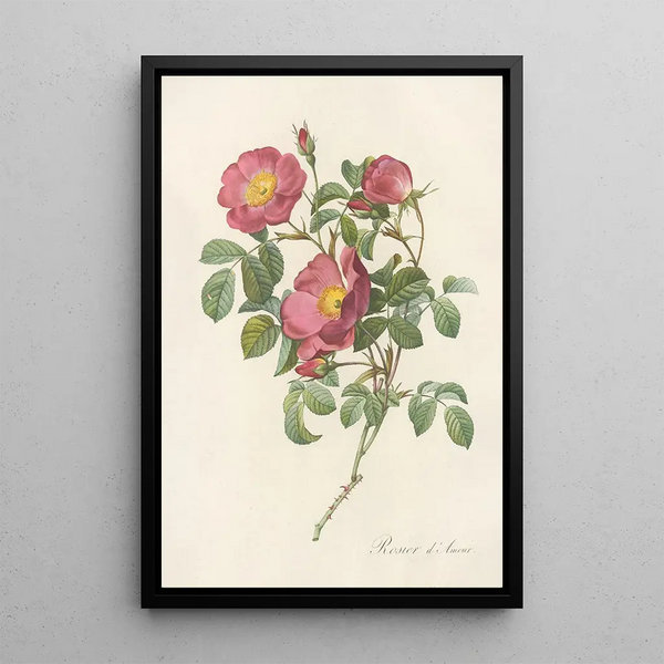 Rosa Pumila - Pierre Joseph Redouté — quadro incorniciato alla parete