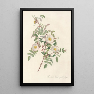 Pierre Joseph Redout - Rosa Redutea Glauca.webp