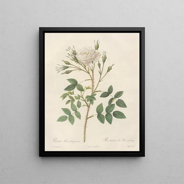Pierre Joseph Redout - Rosa Rosenbergiana.webp
