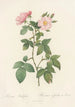 Rosa Rubifolia - Pierre Joseph Redouté — Ansicht des Kunstwerks