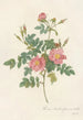 Rosa Rubiginosa Flore SemiPleno - Pierre Joseph Redouté — artwork view