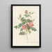 Rosa Rubiginosa Flore SemiPleno - Pierre Joseph Redouté — framed artwork on a wall