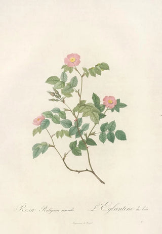 Pierre Joseph Redout - Rosa Rubiginosa Nemoralis.webp