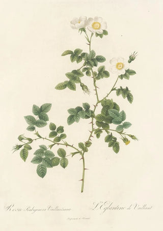 Pierre Joseph Redout - Rosa Rubiginosa Vaillantiana.webp