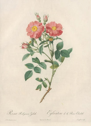 Pierre Joseph Redout - Rosa Rubiginosa Zabeth.webp