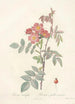 Rosa Rubrifolia - Pierre Joseph Redouté — artwork view