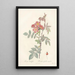 Rosa Rubrifolia - Pierre Joseph Redouté — framed artwork on a wall