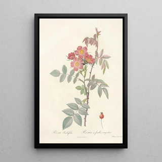 Pierre Joseph Redout - Rosa Rubrifolia.webp
