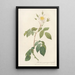 Rosa Sempervirens Latifolia - Pierre Joseph Redouté — quadro incorniciato alla parete