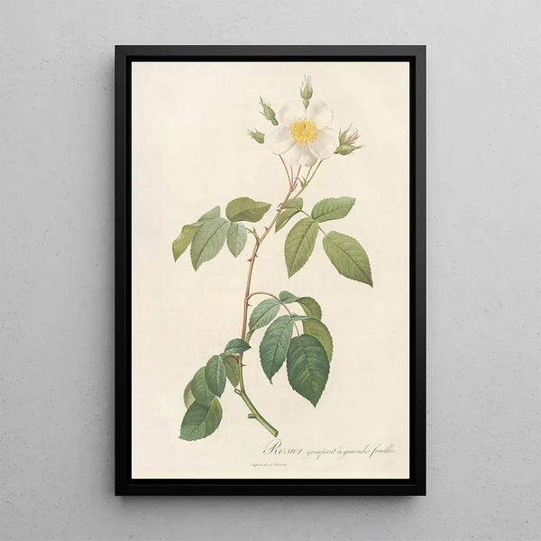 Rosa Sempervirens Latifolia - Pierre Joseph Redouté — quadro incorniciato alla parete