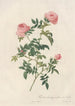 Rosa Sepium Flore Submultiplici - Pierre Joseph Redouté — artwork view