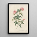 Rosa Sepium Flore Submultiplici - Pierre Joseph Redouté — framed artwork on a wall