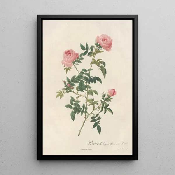 Rosa Sepium Flore Submultiplici - Pierre Joseph Redouté — quadro incorniciato alla parete