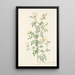 Rosa Sepium Myrti Folia - Pierre Joseph Redouté — framed artwork on a wall