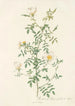 Rosa Sepium Myrti Folia - Pierre Joseph Redouté — artwork view