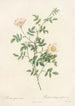 Rosa Sepium Rosea - Pierre Joseph Redouté — artwork view