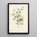 Rosa Sepium Rosea - Pierre Joseph Redouté — framed artwork on a wall