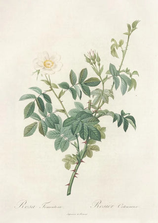 Pierre Joseph Redout - Rosa Tomentosa.webp