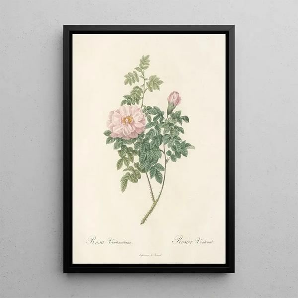 Rosa Ventenatiana - Pierre Joseph Redouté — quadro incorniciato alla parete