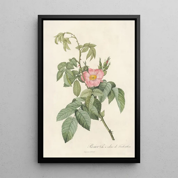 Rosa Villosa Therebenthina - Pierre Joseph Redouté — quadro incorniciato alla parete