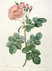 Rosier Aurore Poniatowska de La Couronne Des Roses - Pierre Joseph Redouté — artwork view
