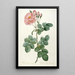 Rosier Aurore Poniatowska de La Couronne Des Roses - Pierre Joseph Redouté — framed artwork on a wall