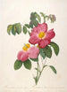 Rosier de Provinsi with pink and simple flowers from La Couronne Des Roses - Pierre Joseph Redouté — artwork view