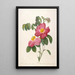 Rosier de Provinsi with pink and simple flowers from La Couronne Des Roses - Pierre Joseph Redouté — framed artwork on a wall