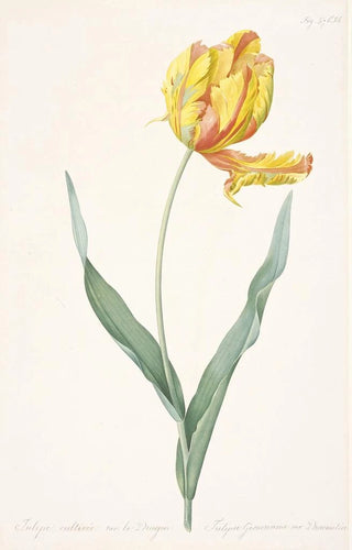 Pierre Joseph Redout - Tulipa gesneriana var dracontia Parrot Tulip.webp