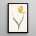 Tulipa gesneriana var dracontia Parrot Tulip - Pierre Joseph Redouté — framed artwork on a wall