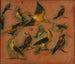 Chardonnerets uccelli - Pieter Boel — vista dell’opera