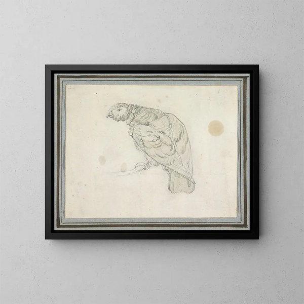 Papagei - Pieter Casteels III — gerahmtes Bild an der Wand
