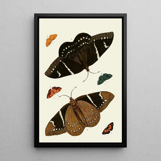 Pieter Cramer - De uitlandsche kapellen voorkomende in de drie waerelddeelen Asia Africa en America pl01.webp